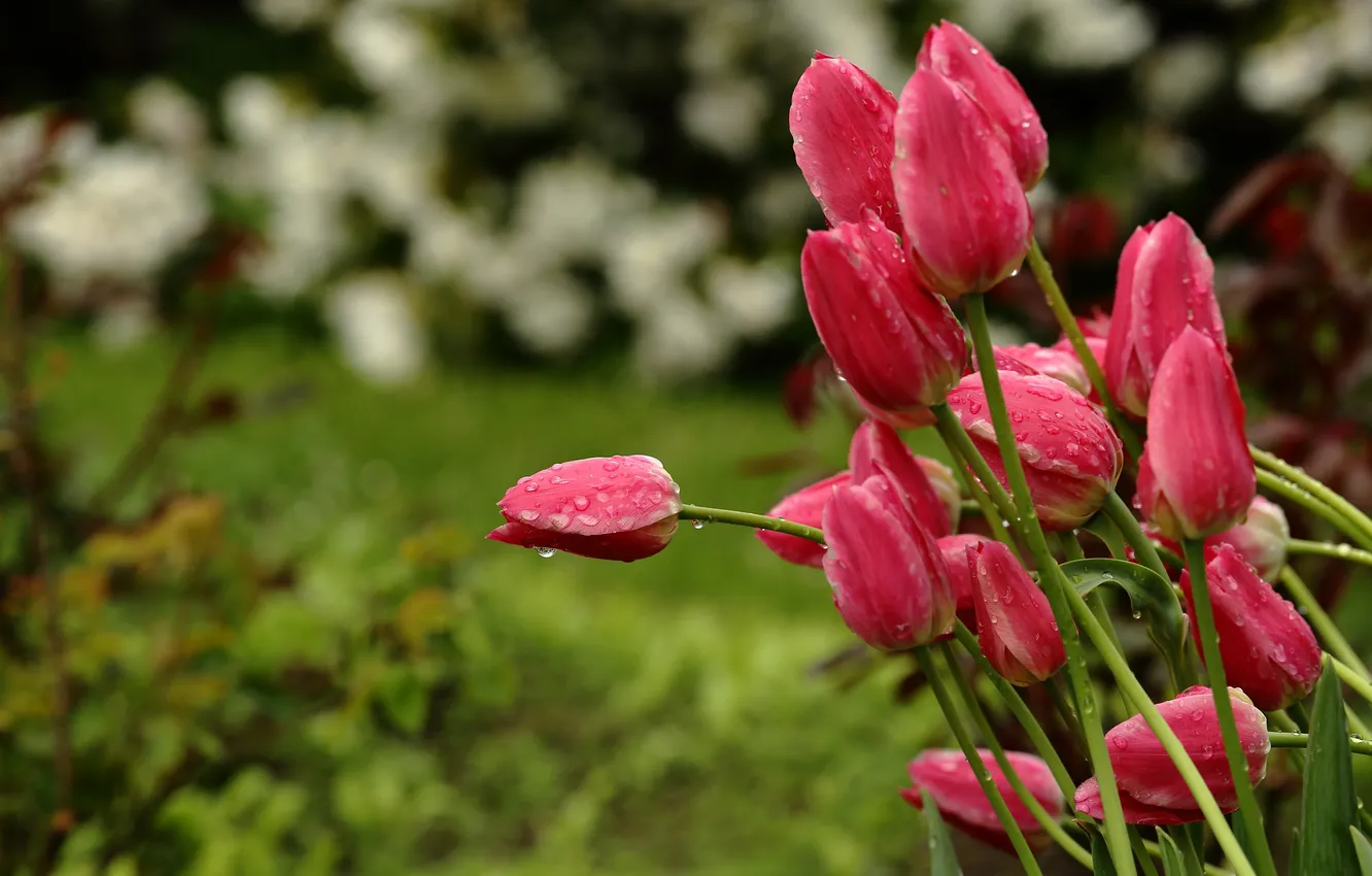 Фото обои капли, цветы, природа, дождь, стебли, весна, сад, Тюльпаны