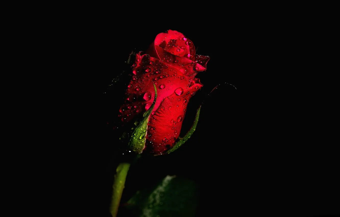 Фото обои капли, роза, бутон, красная роза, чёрный фон
