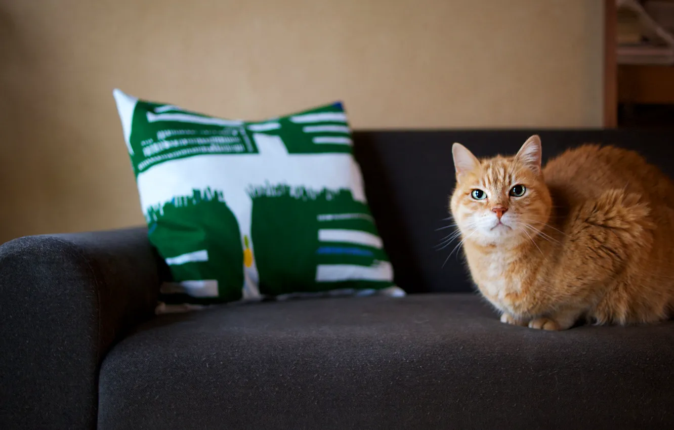Фото обои кошка, кот, диван, рыжий, подушка