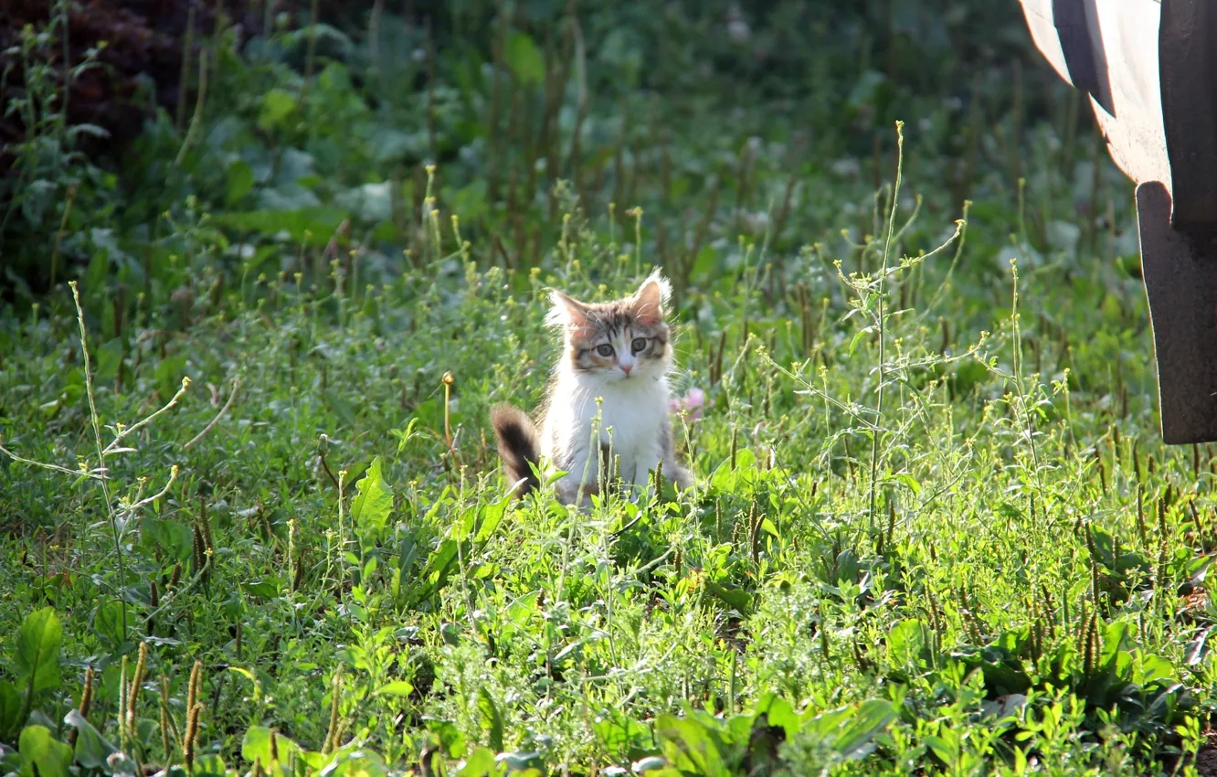 Фото обои трава, солнце, котенок