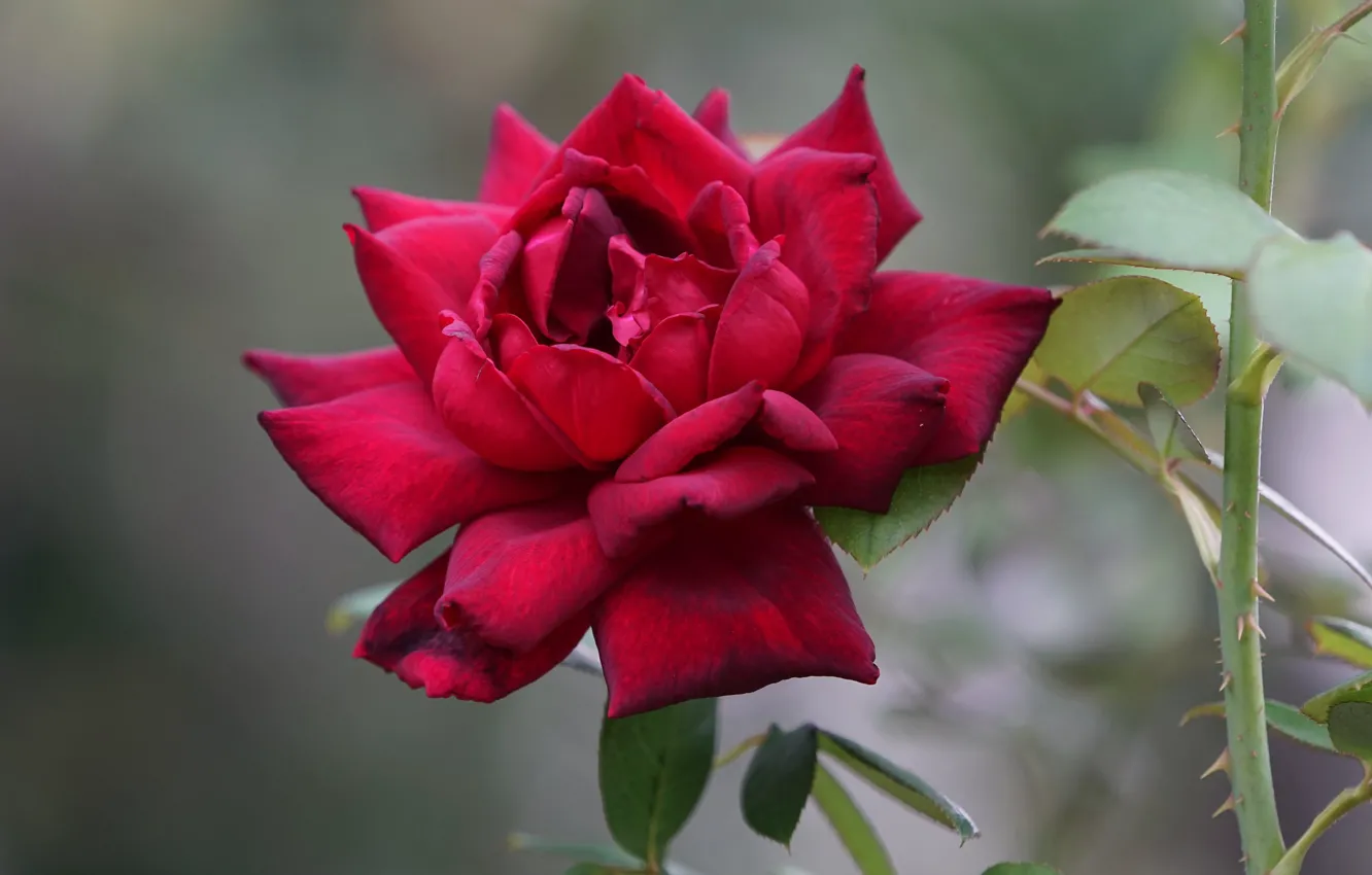 Фото обои роза, лепестки, боке, бордовая