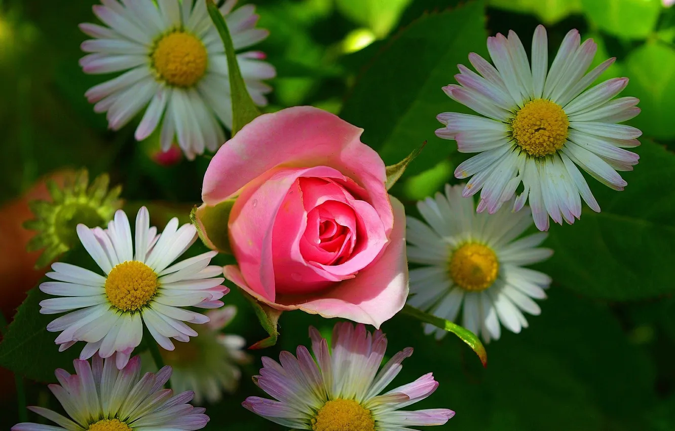 Фото обои Ромашки, Розовая роза, Pink rose