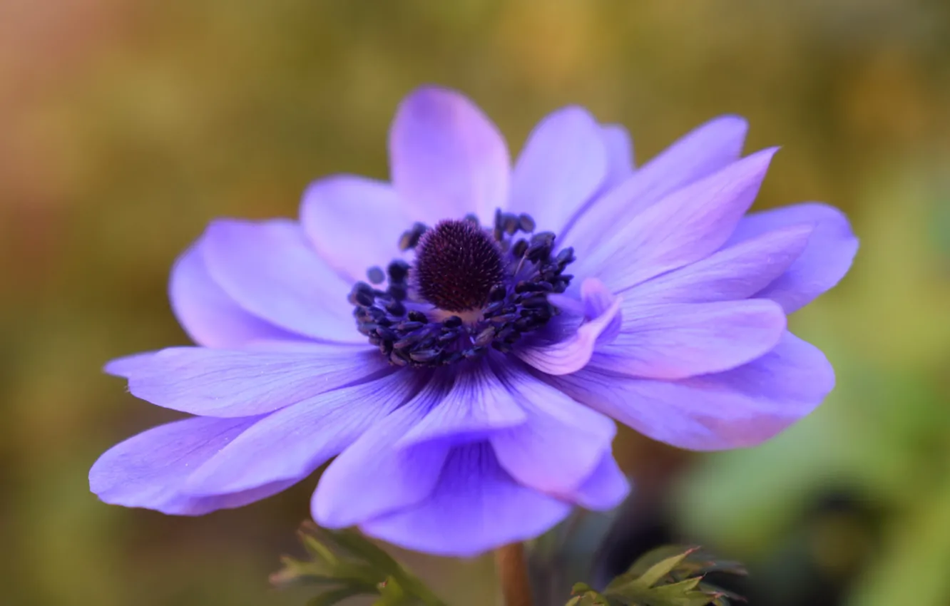 Фото обои цветок, фиолетовый, макро, азиатский лютик