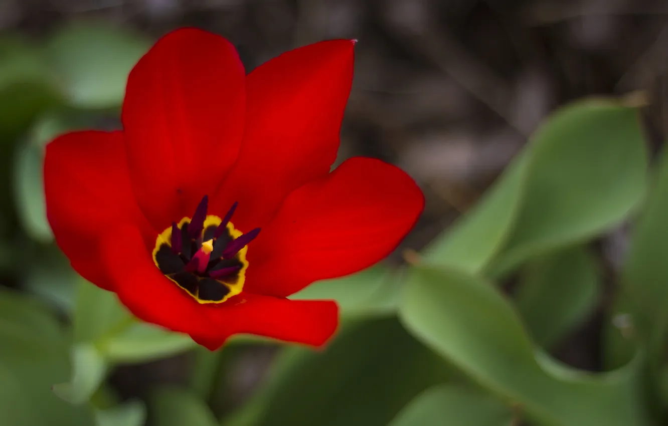 Фото обои цветок, листья, красный, тюльпан, весна