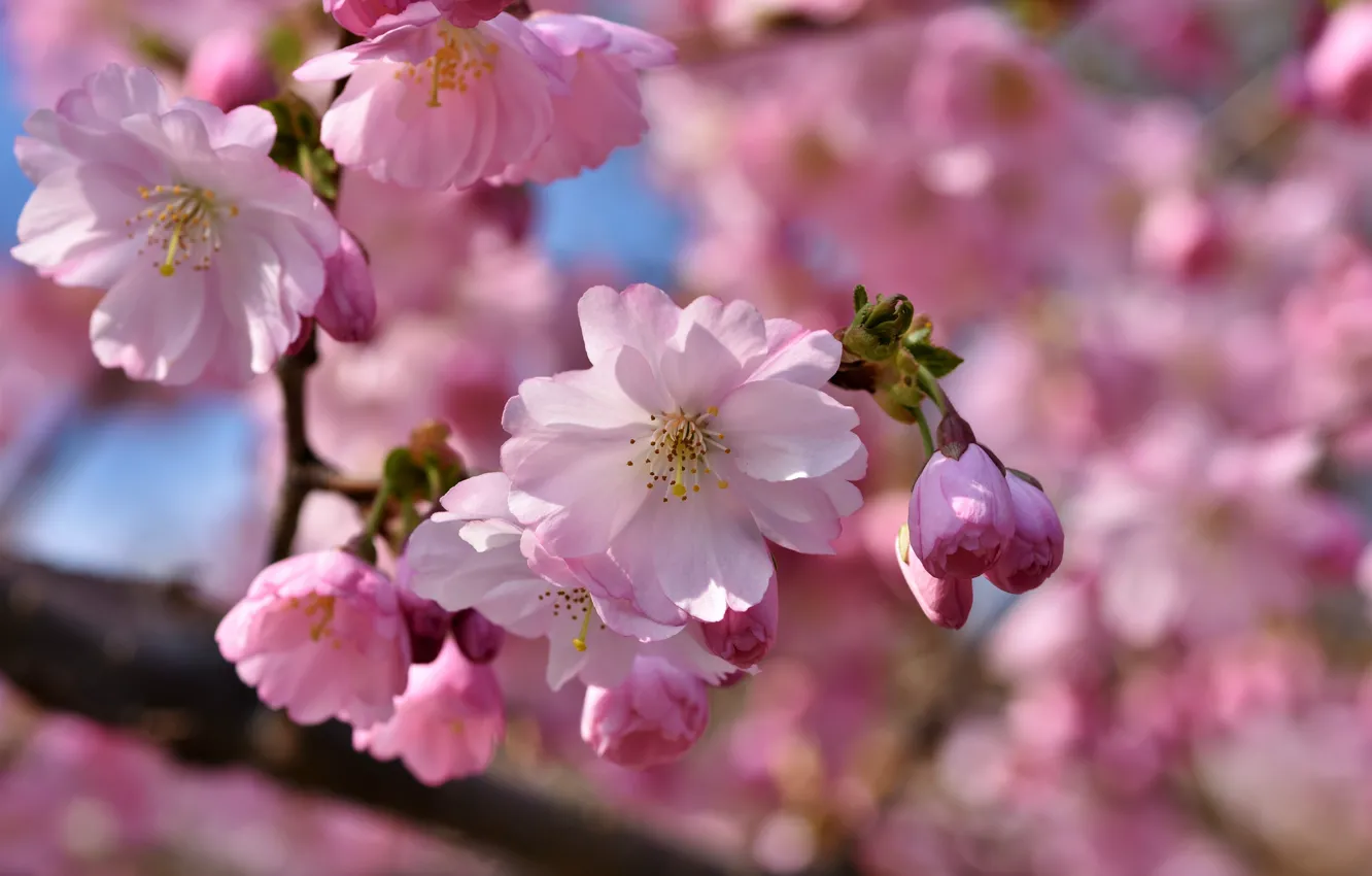 Фото обои цветок, цветы, яблоня, flower, flowers, Apple tree