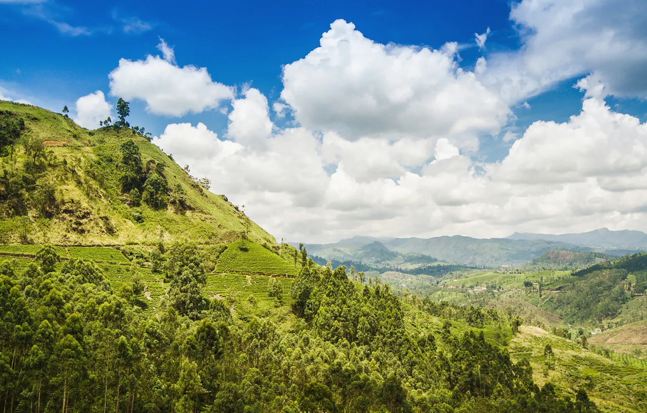 Фото обои green, summer, trees, clouds, hills, hill, Valley, sunny