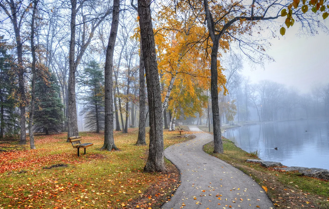 Фото обои осень, озеро, парк, дорожка, скамейки
