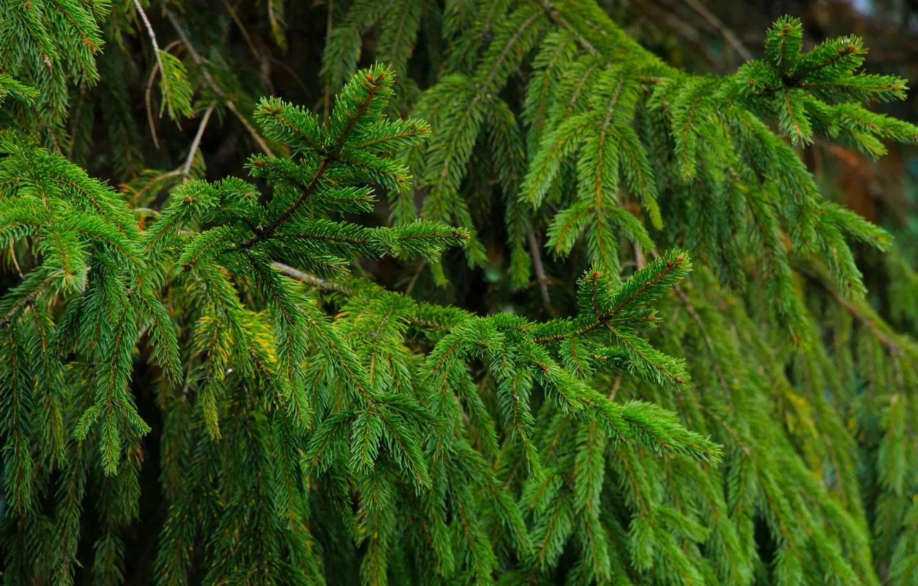 Фото обои spruce, twig, coniferous