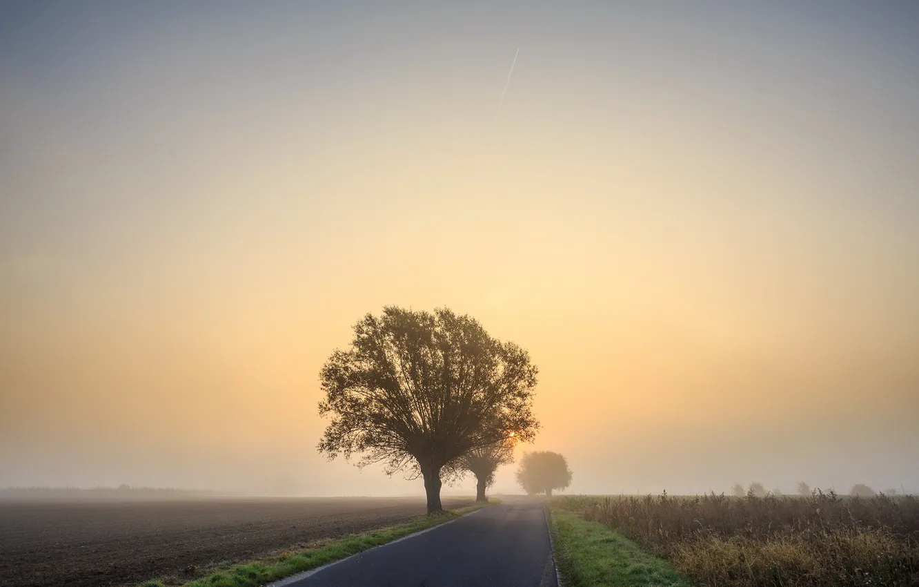 Фото обои road, fog, early morning, Willows