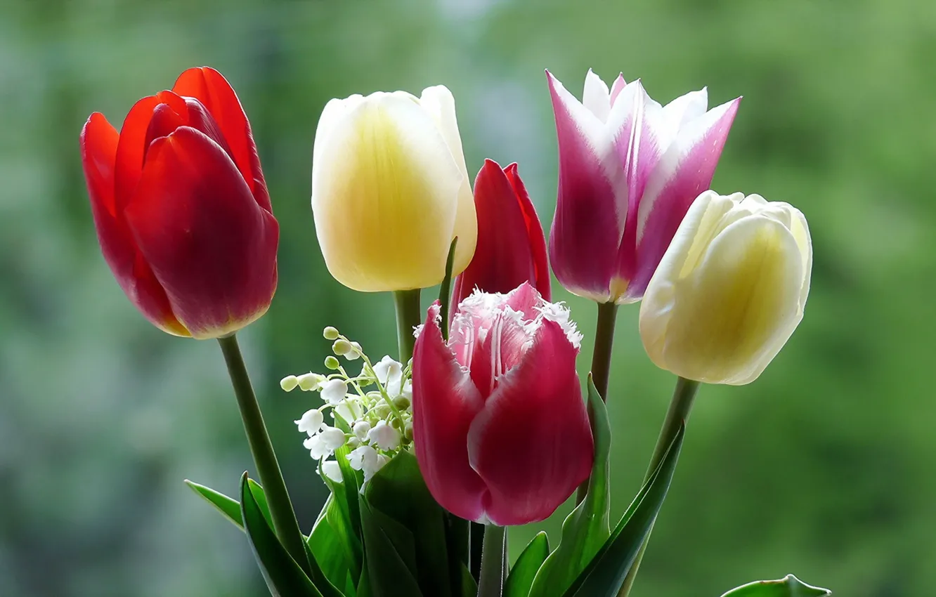 Фото обои макро, цветы, природа, тюльпаны