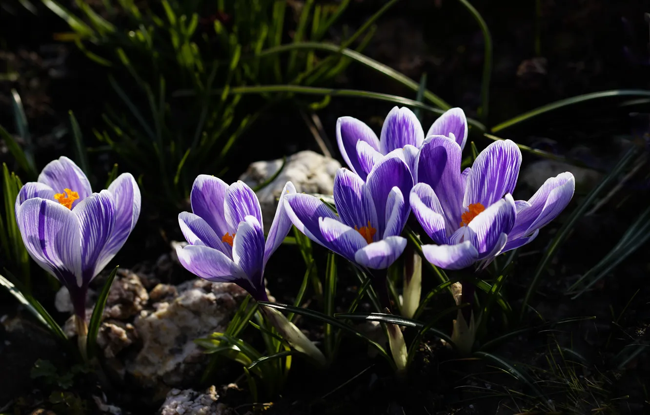 Фото обои весна, крокусы, цветение