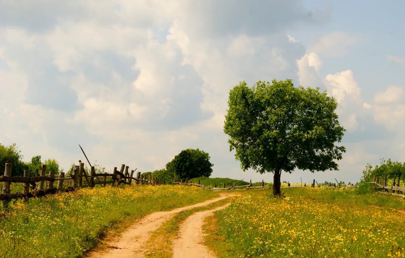Фото обои дорога, поле, лето, трава, солнце, дерево, забор, деревня