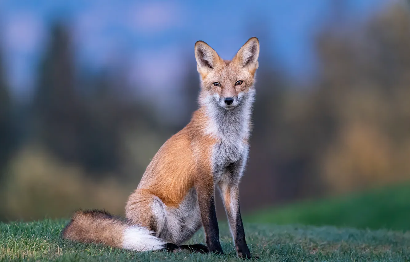 Фото обои трава, природа, поляна, лиса, сидит