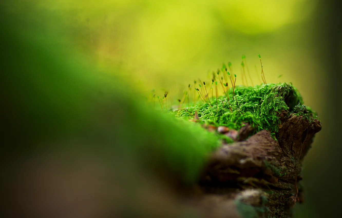 Фото обои трава, макро, мох, розмытость