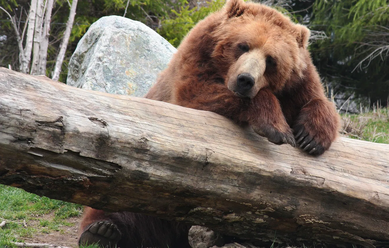 Фото обои отдых, медведь, бревно, bear, brown, бурый, природа.