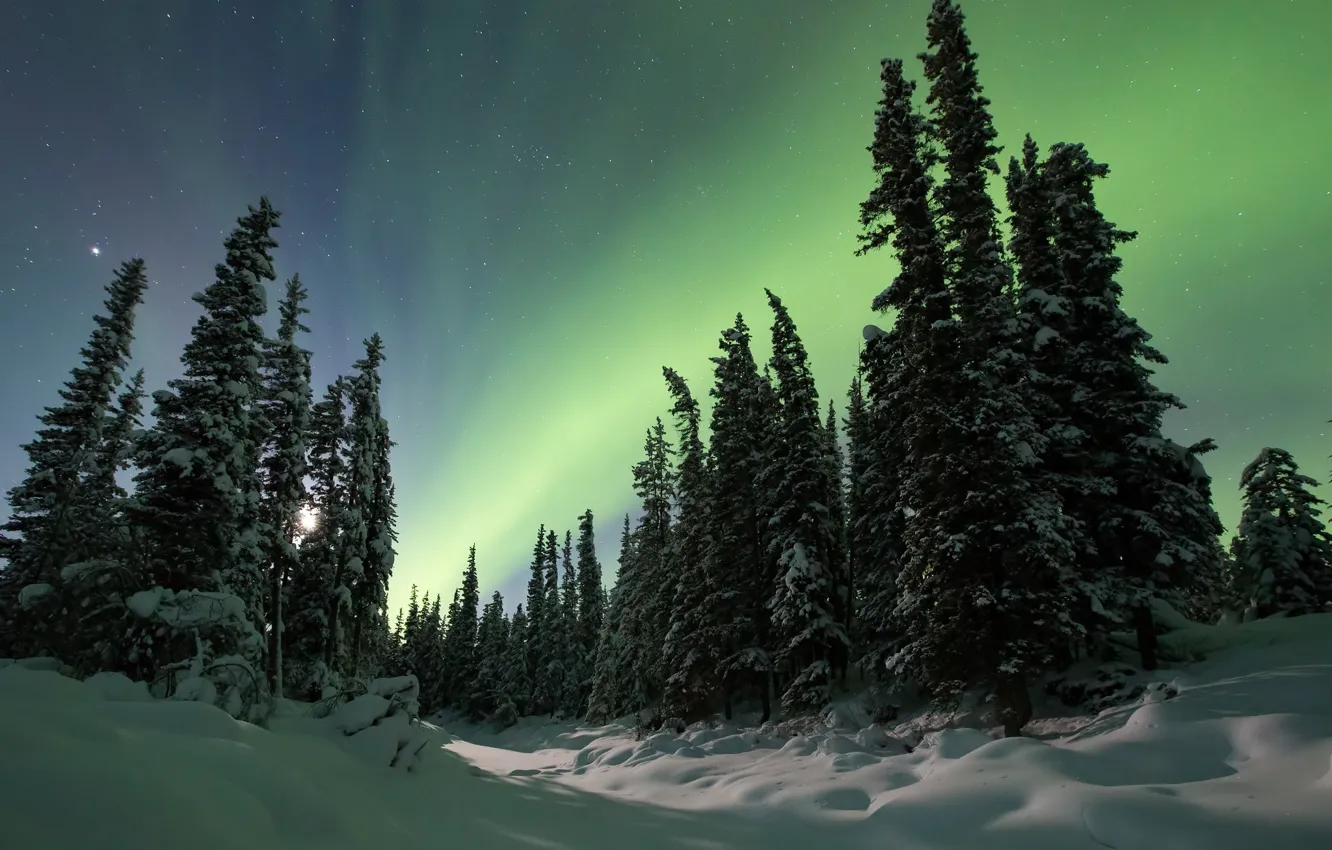 Фото обои зима, лес, снег, пейзаж, ночь, природа, красота, ели