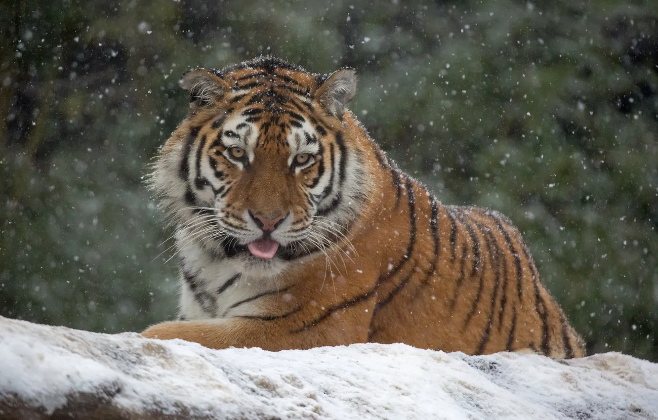 Фото обои взгляд, снег, тигр, дикая кошка