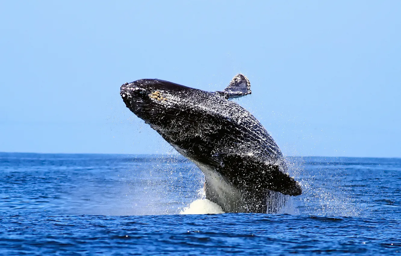 Фото обои море, небо, брызги, горбатый кит, humpback whale