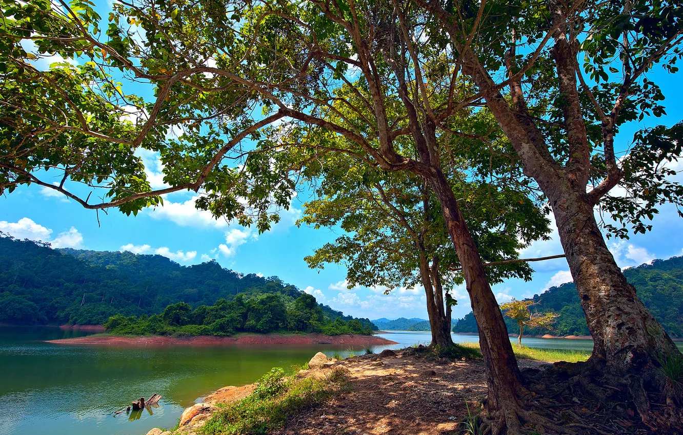 Фото обои деревья, озеро, остров, Малайзия, Malaysia, Kedah, Pedu Lake