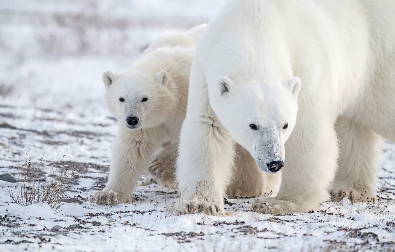 Фото обои снег, медвежонок, медведица, Белые медведи, Полярные медведи