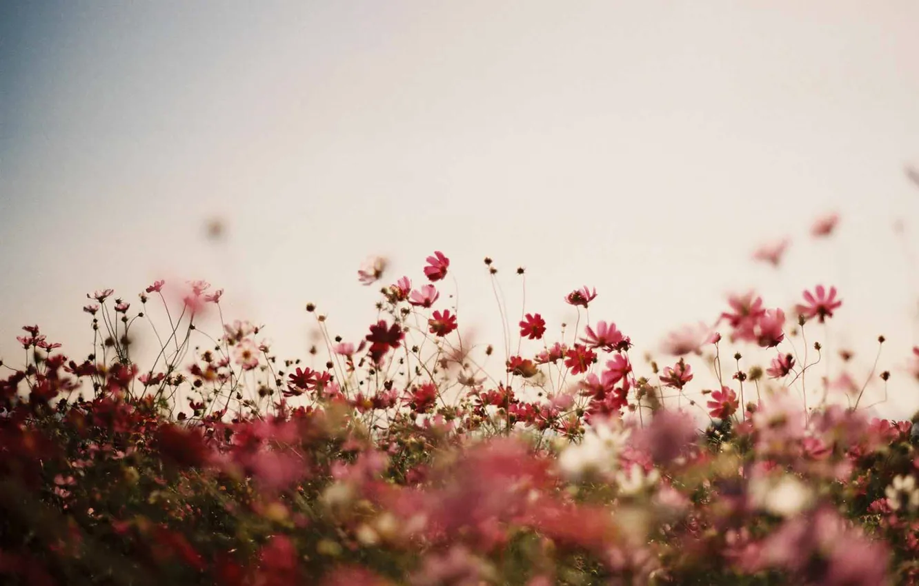Фото обои flowers, stalks, flowers field