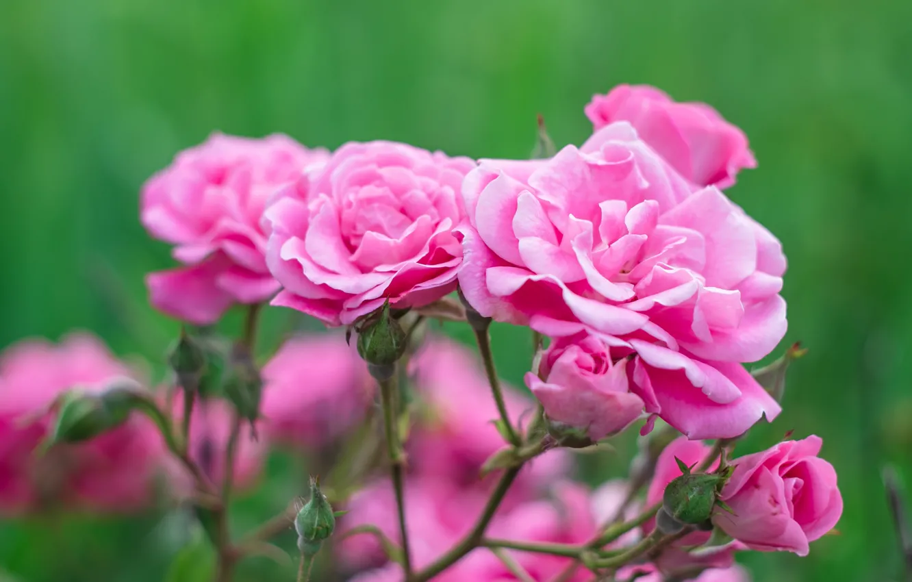 Фото обои розовая, роза, куст, сад, чайная