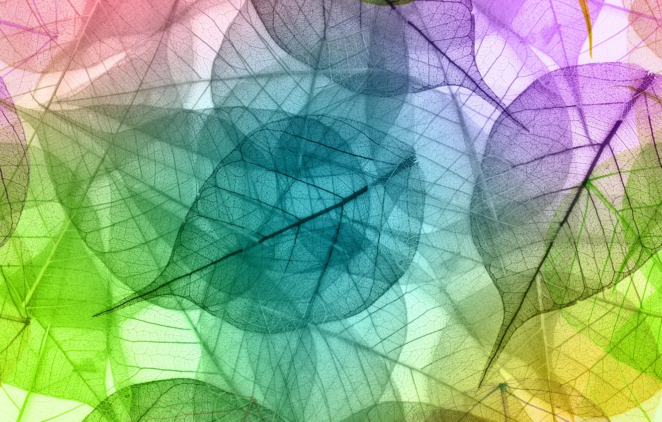 Фото обои colors, leaves, macro, transparent