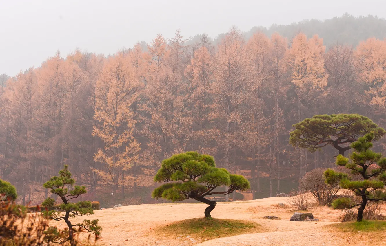 Фото обои осень, лес, небо, деревья, туман, склон, дымка