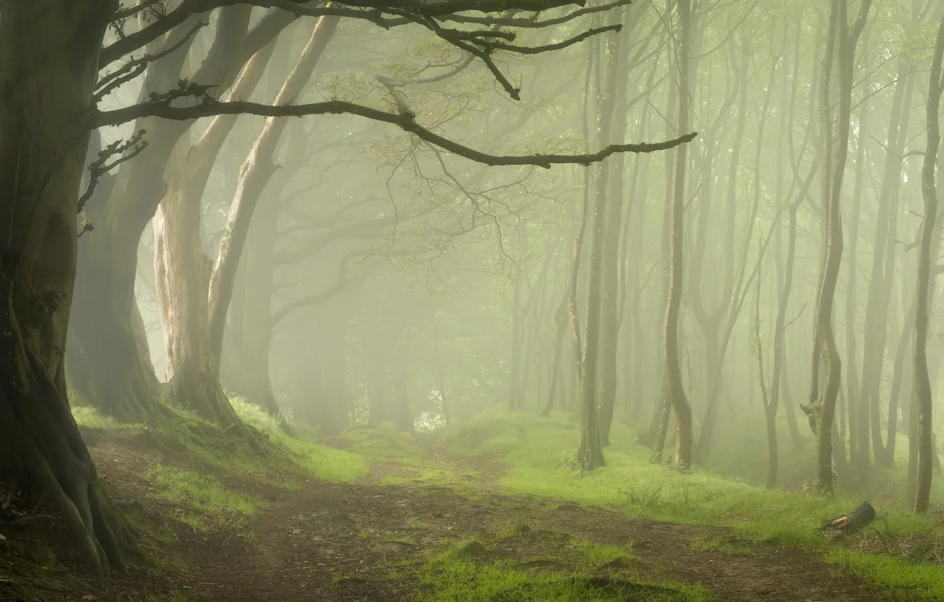 Фото обои лес, деревья, природа, ветви