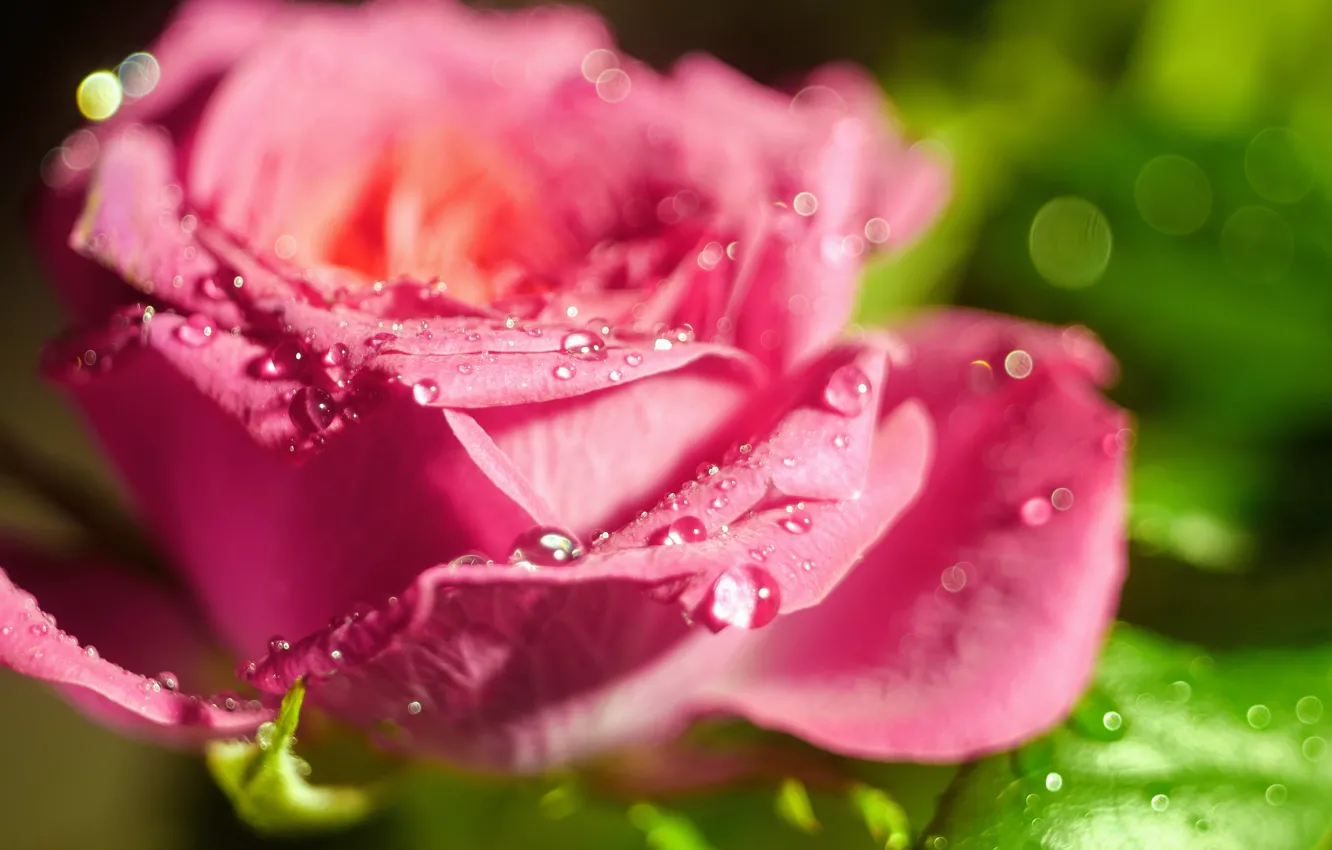 Фото обои капли, макро, свет, розовая, роза, размытие, бутон, боке