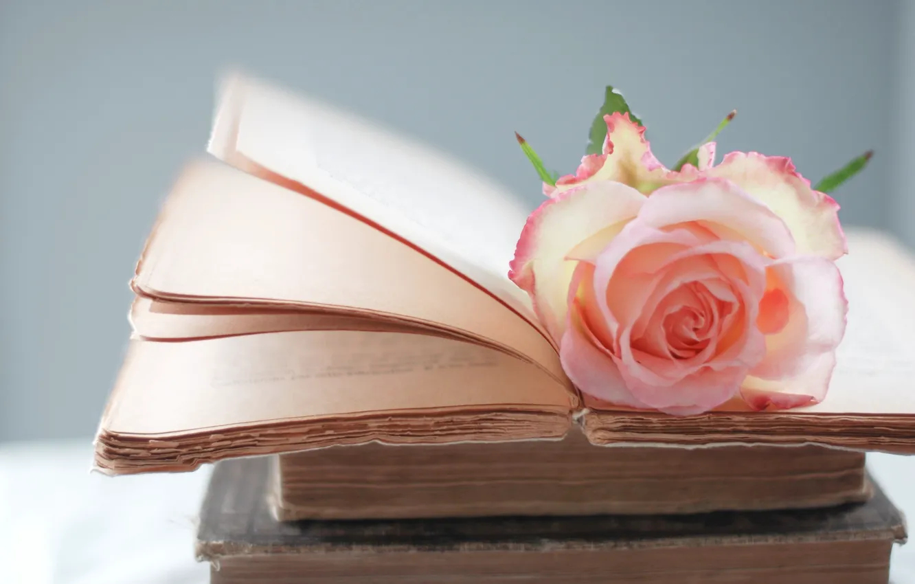 Фото обои цветок, розовая, роза, книги, страницы