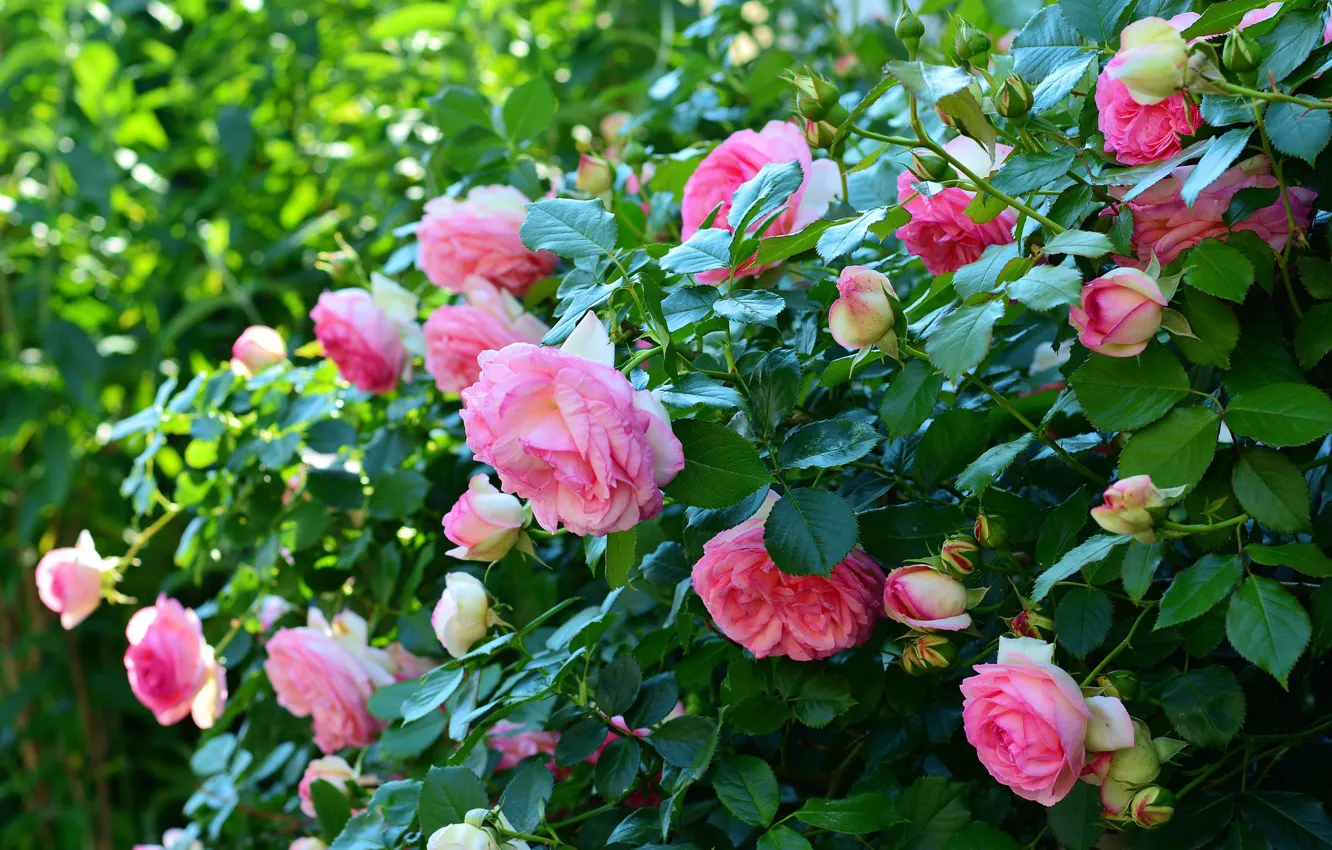Фото обои цветы, куст, Розы, цветение