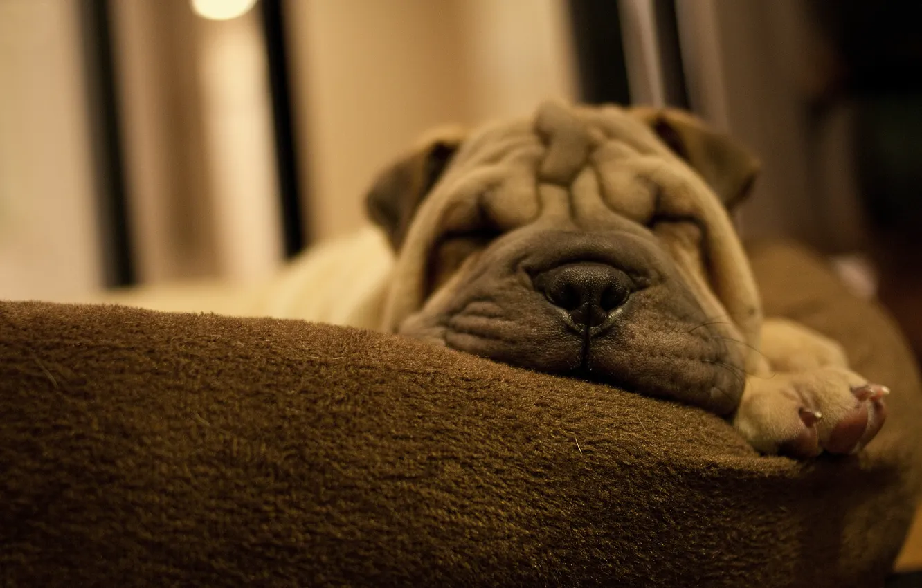 Фото обои морда, лапа, сон, собака, пес, шарпей, щенок, подушка