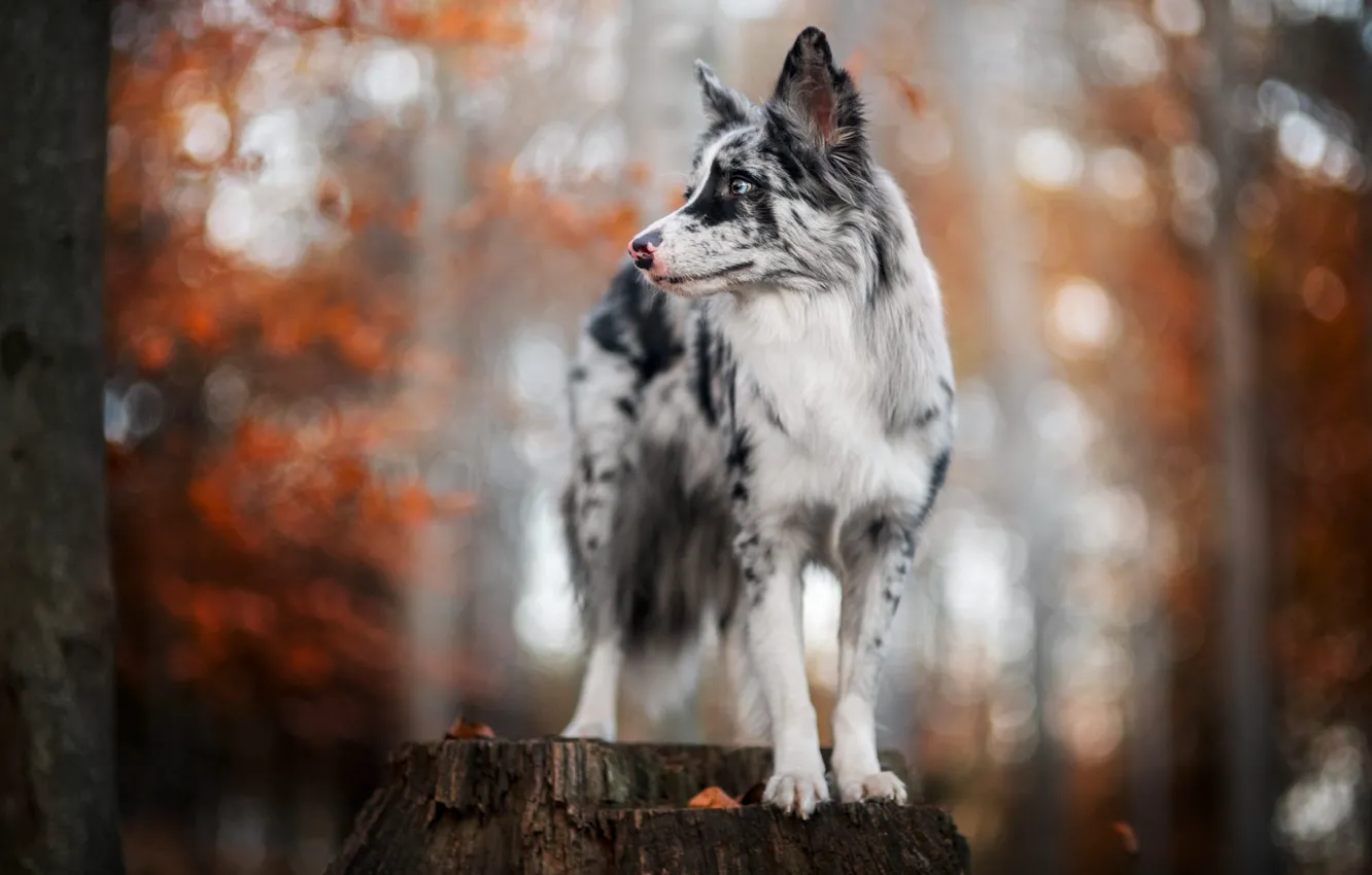 Фото обои осень, взгляд, свет, деревья, поза, парк, пень, собака