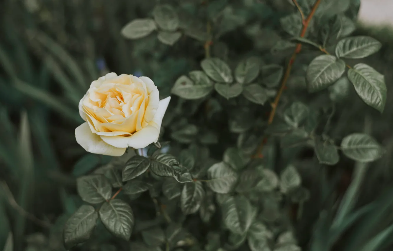 Фото обои цветы, роза, куст, бутон розы