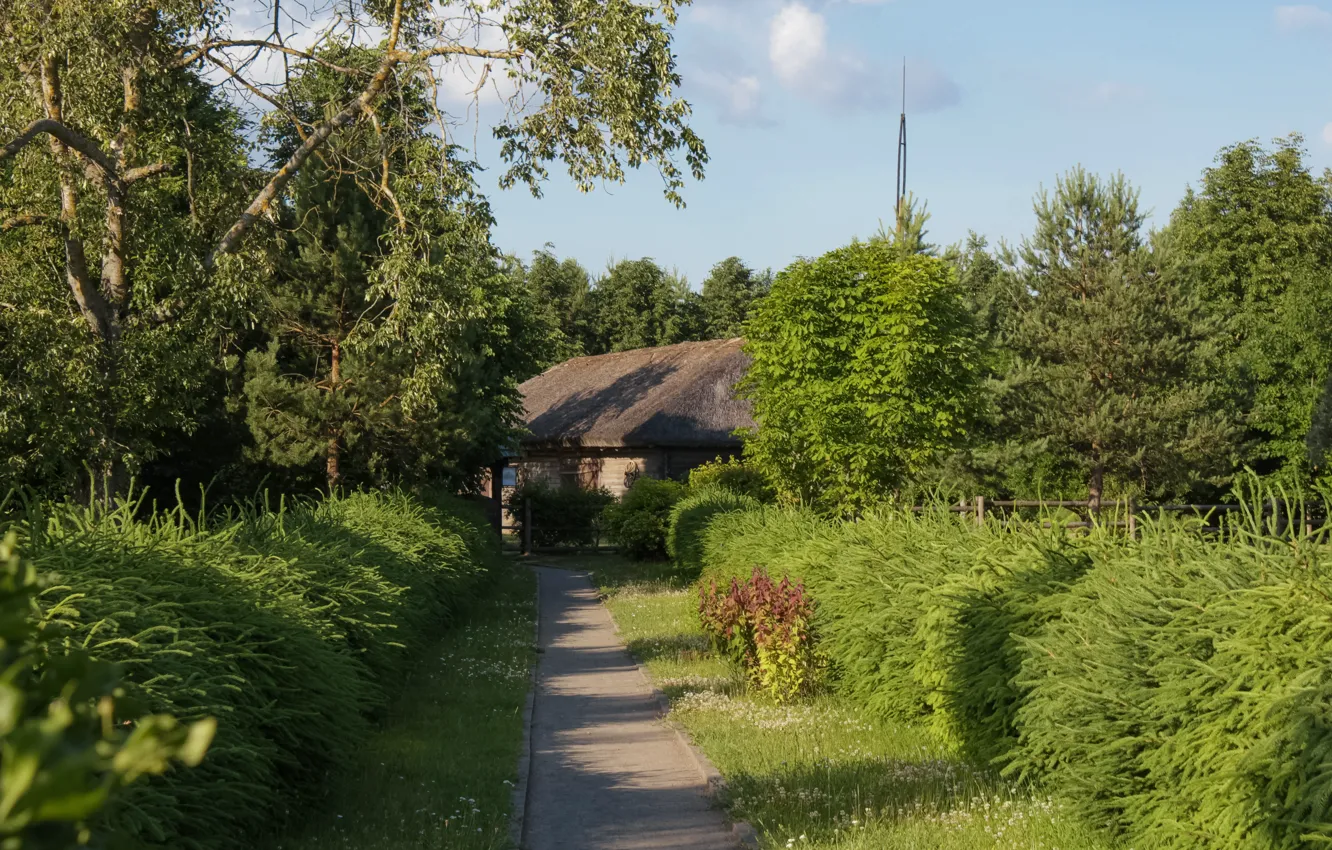 Фото обои лес, небо, трава, деревья, цветы, дерево, забор, куст