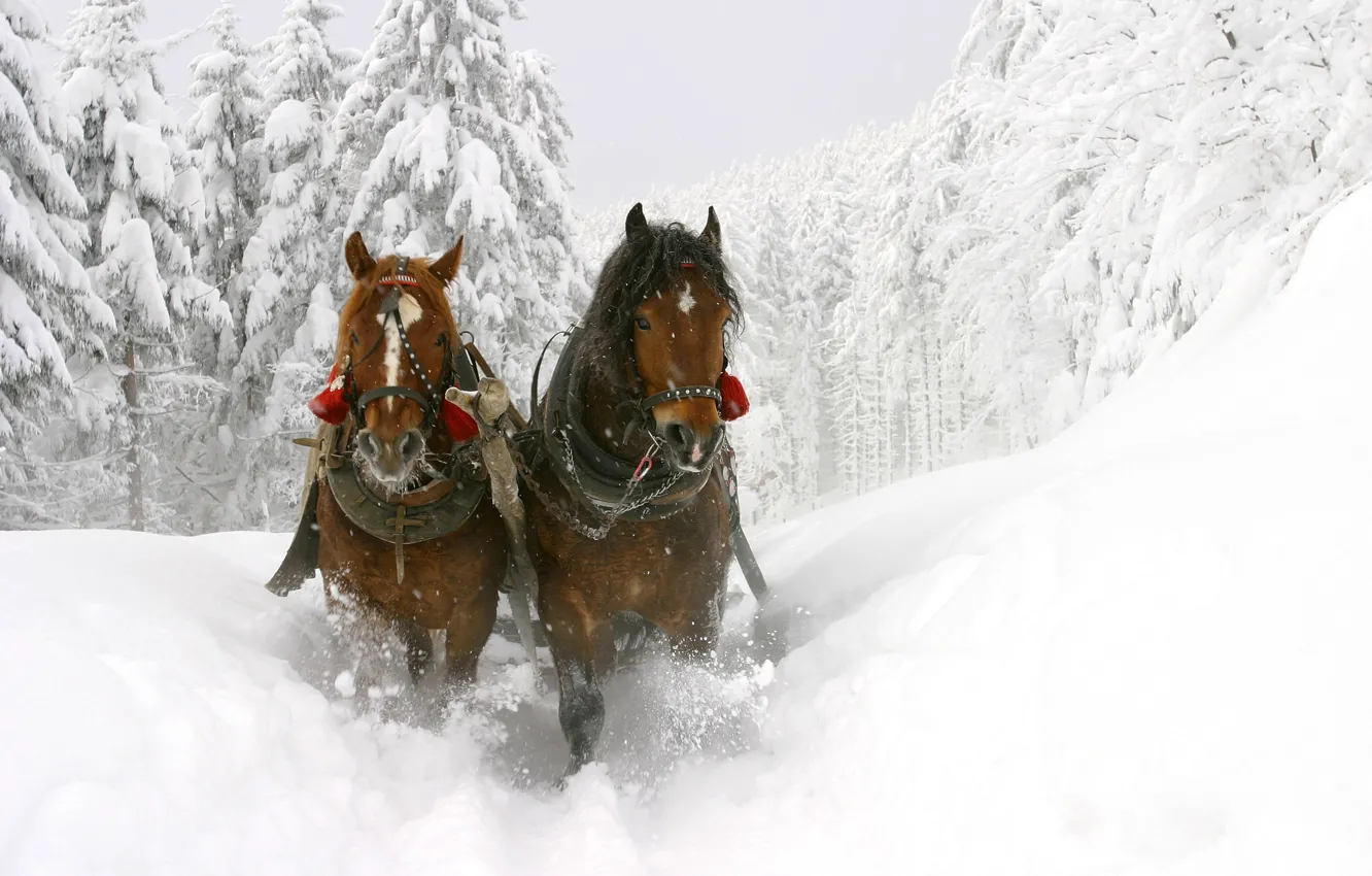 Фото обои зима, снег, деревья, лошади, сугробы, сани, красивые, глубокие