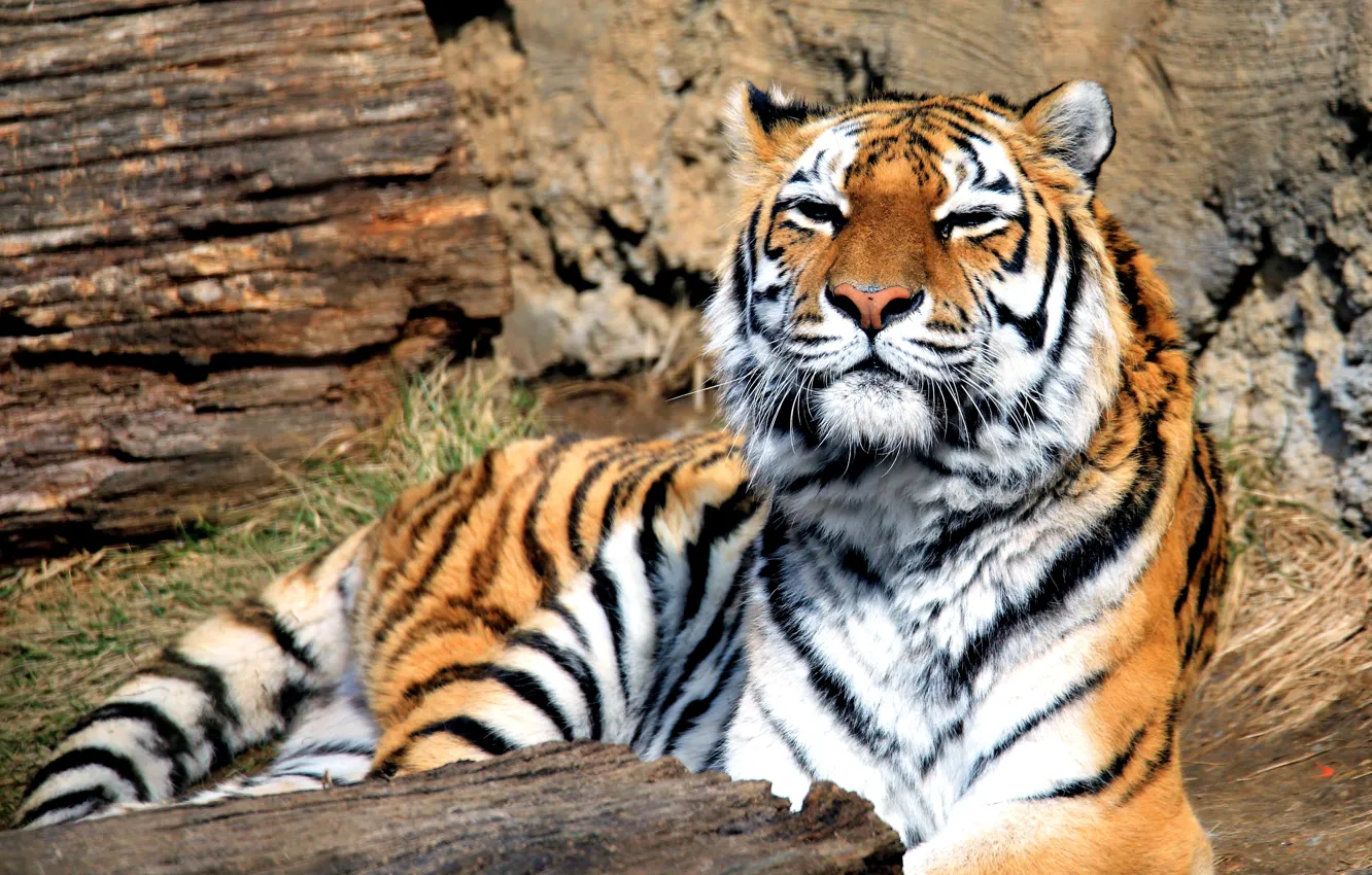 Фото обои тигр, хищник, зверь, большая кошка, Panthera tigris, млекопитающее