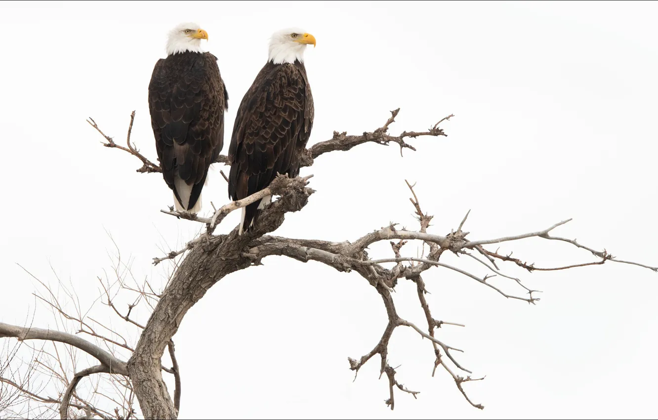 Фото обои animals, bird, two, eagle