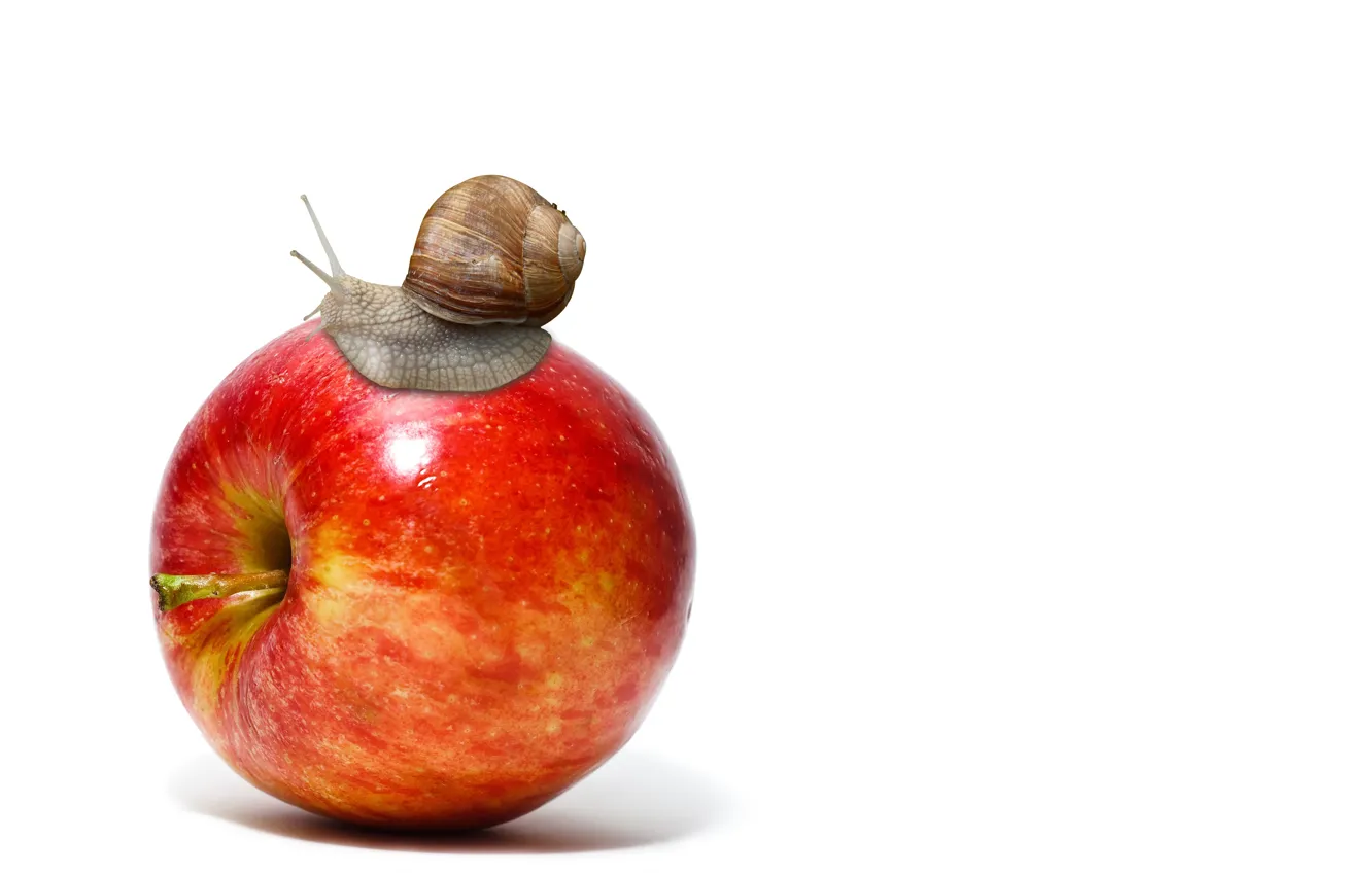 Фото обои apple, fruit, animal, snail