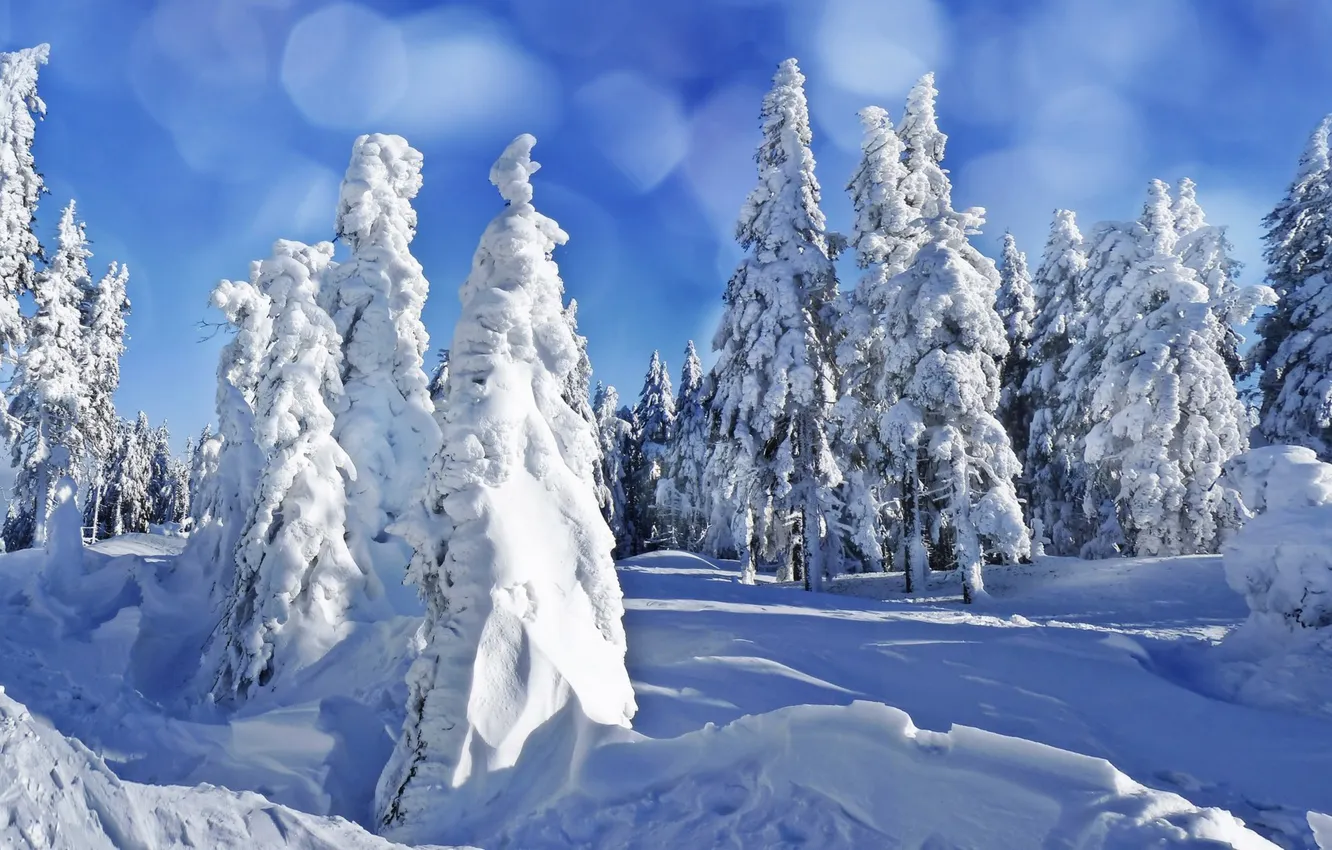 Фото обои зима, небо, снег, елки
