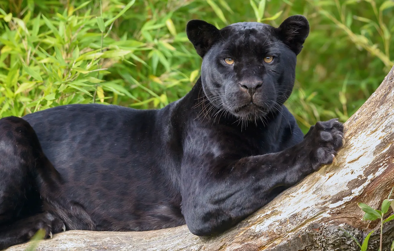 Фото обои взгляд, хищник, ягуар, дикая кошка, чёрная пантера
