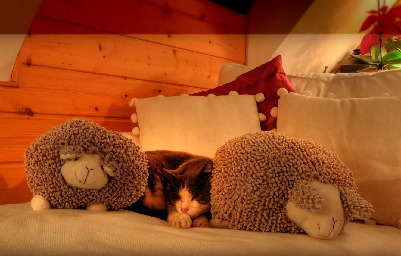 Фото обои кошка, подушки, спит, кудряшки, овечки, на кровати, мансарда, мягкие игрушки