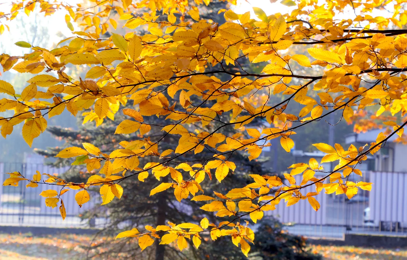 Фото обои autumn, leafs, twig