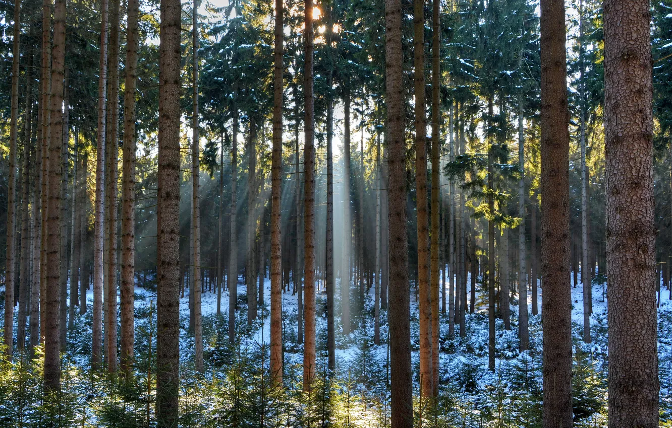 Фото обои зима, лес, снег, деревья, лучи солнца