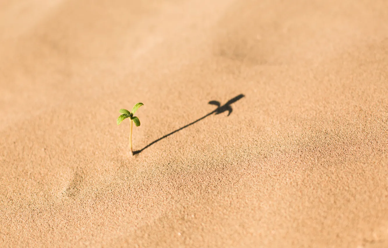 Фото обои desert, life, shadow