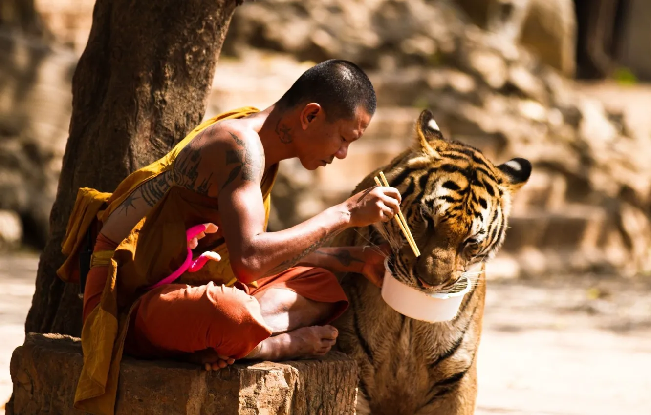 Фото обои тигр, еда, буддист