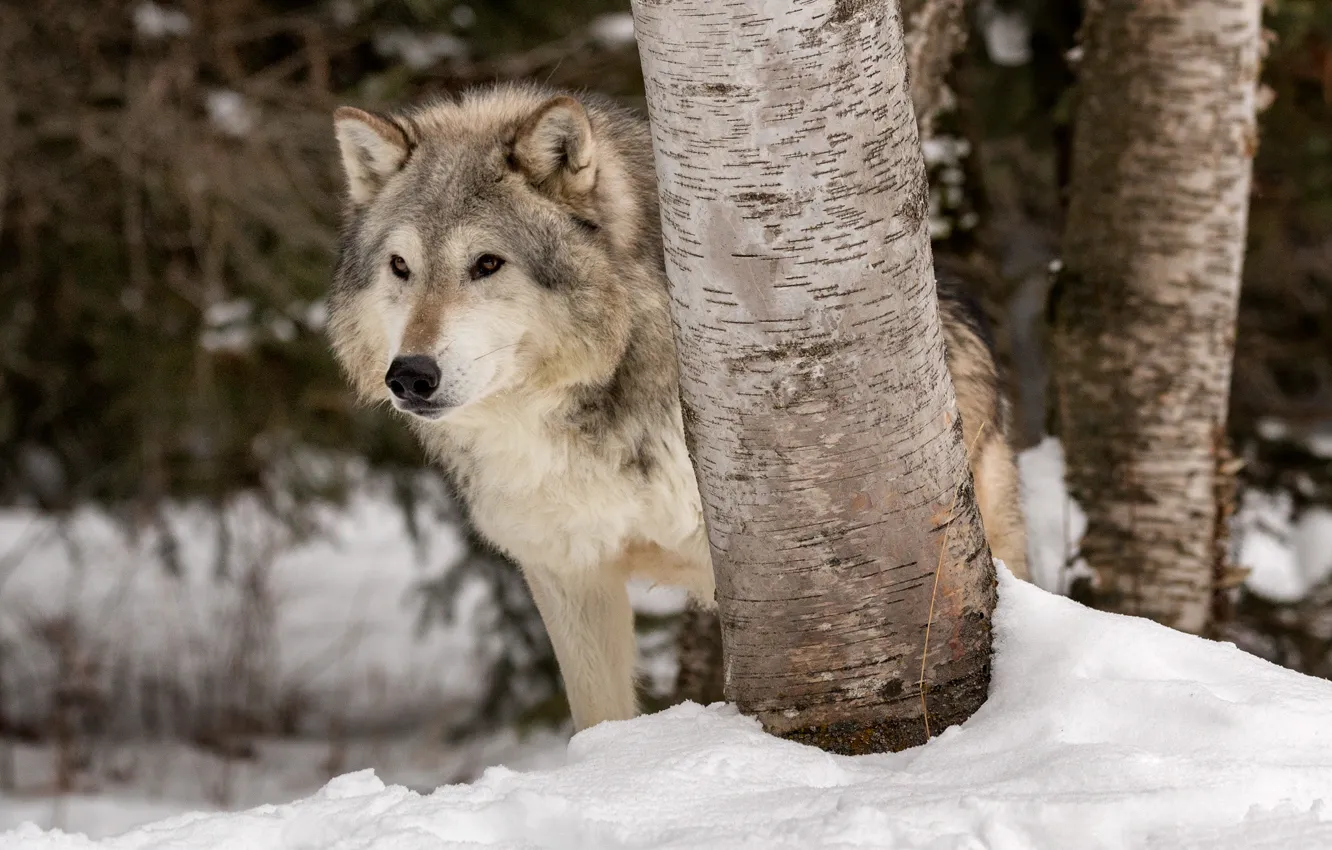 Фото обои зима, снег, деревья, волк, хищник, санитар леса, Тундровый волк