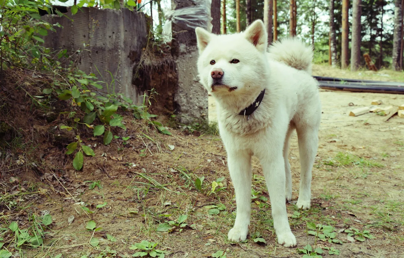 Фото обои собаки, белый, природа, акита-ину