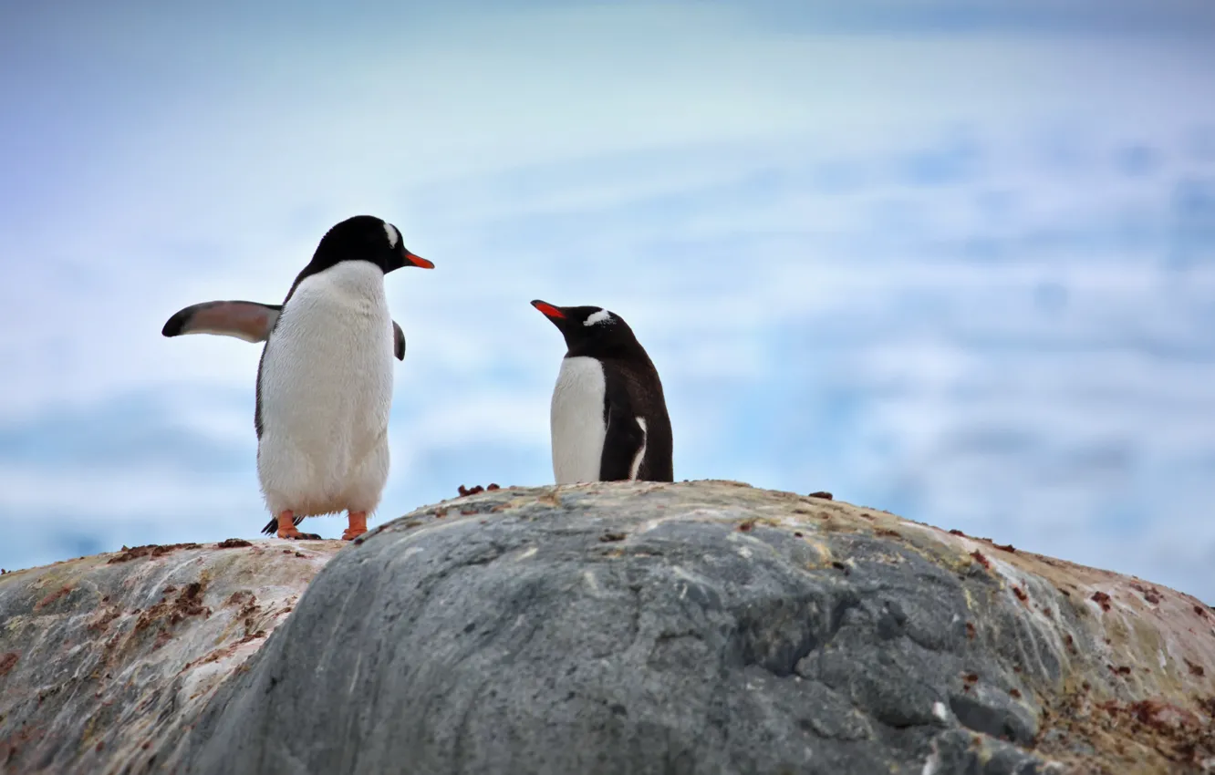 Фото обои природа, камень, пингвины, Александр Перов, парв